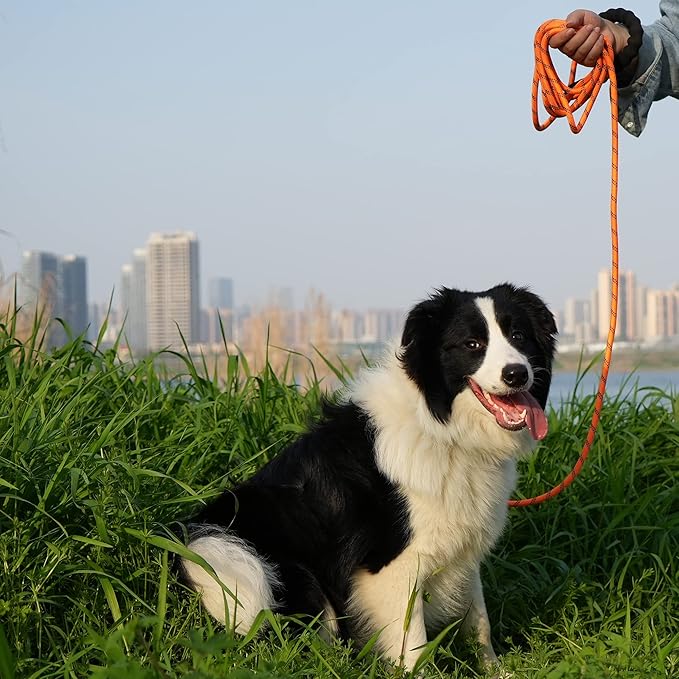 NTR 50FT Dog Long Leash