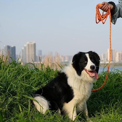 NTR 10FT Strong Dog Leash