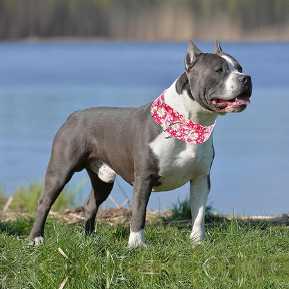 Martingale Collar 1.5 Inches Wide Girl Dog Collar