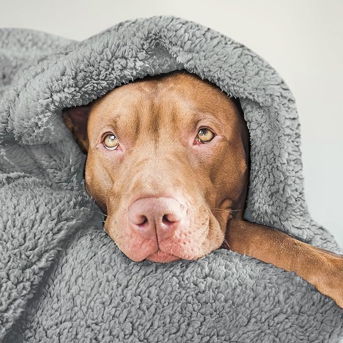 furrybaby Dog Blanket Soft Dog Blankets for Large Dogs Puppy Essentials Washable Fluffy Sherpa Fleece Cat Blanket 32x40 Inches for Bed Furniture Couch Sofa (Double-Layer Medium