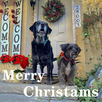 Unique style paws Dog Collar with Bow Tie