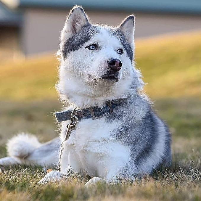 MOZETO Dog Collar Safety Clip (7 inches)