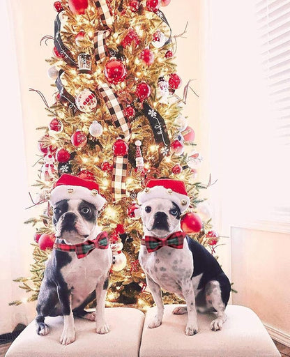 Elegant little tail Dog Collar with Bow