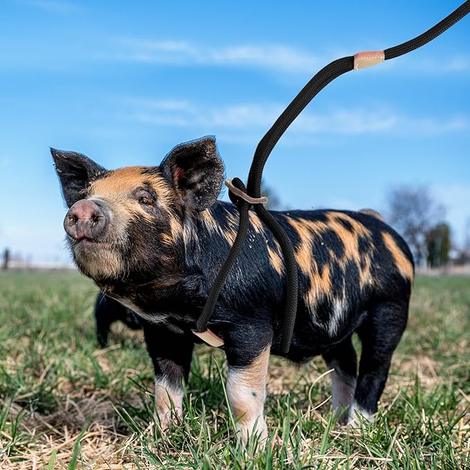 Mini Pig Harness & Leash, Adjustable 8 Feet Long Rope for Small to Medium Pet Pigs