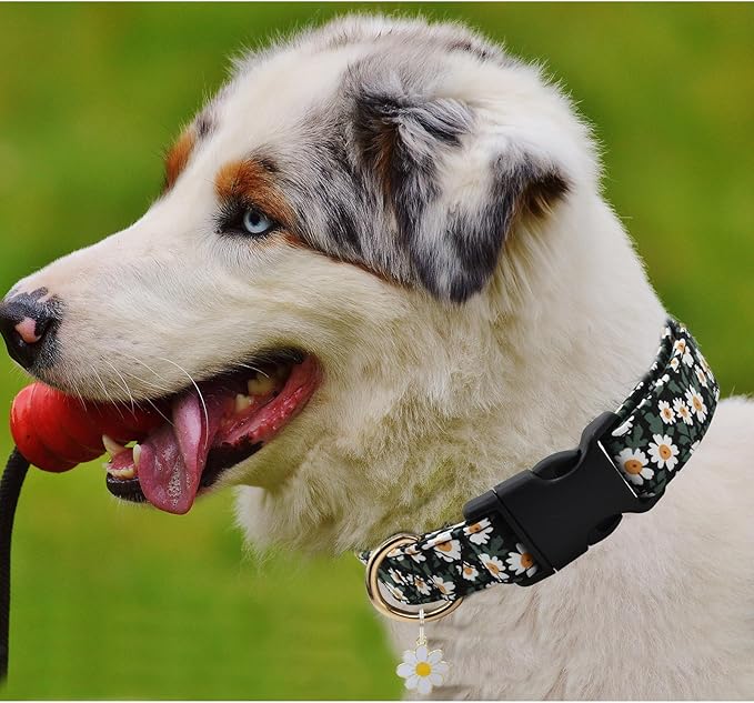 Flower Patterns Dog Collar with Accessories