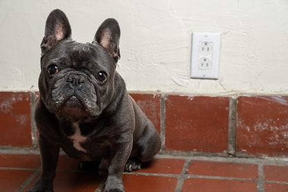 PetCords Pet Plugz 10 outlet