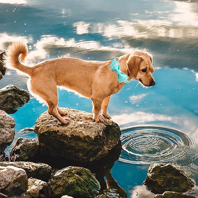 Elegant little tail Dog Collar with Bow