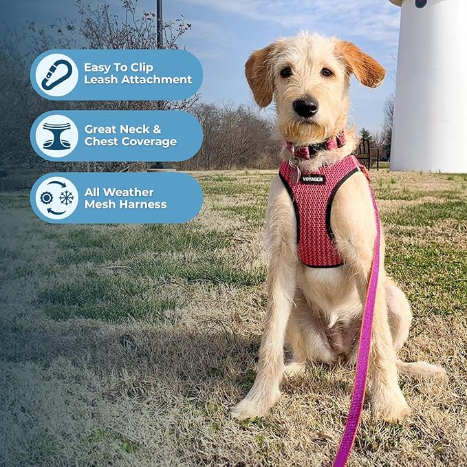 Voyager Step-in Air Dog Harness - All Weather Mesh Step in Vest Harness for Small and Medium Dogs and Cats by Best Pet Supplies - Harness (Fuchsia 2-Tone), M (Chest: 16-18")