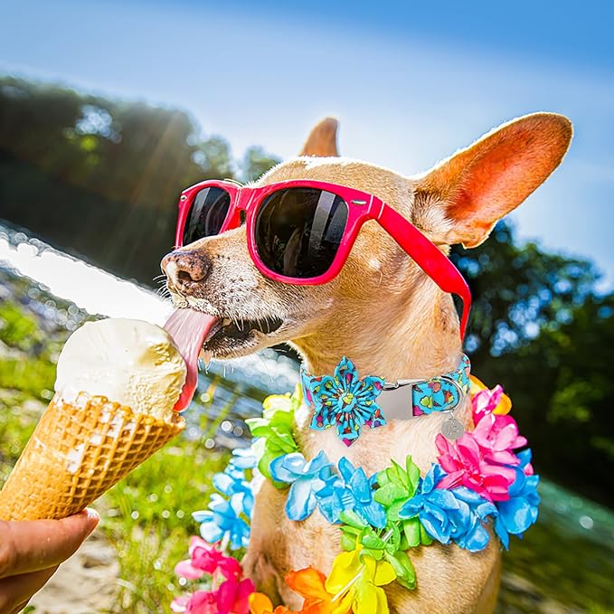 Summer Dog Collar with Flower 10-16in