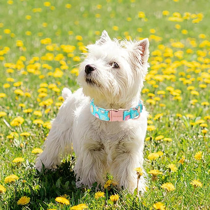Sunflower Summer Dog Collar