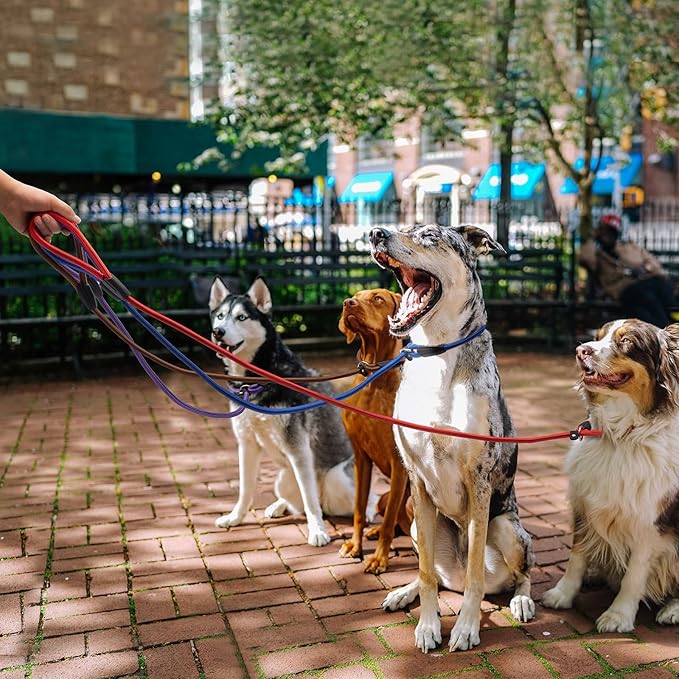 11pcs Slip Lead Dog Leash Dogs（11 Colors）