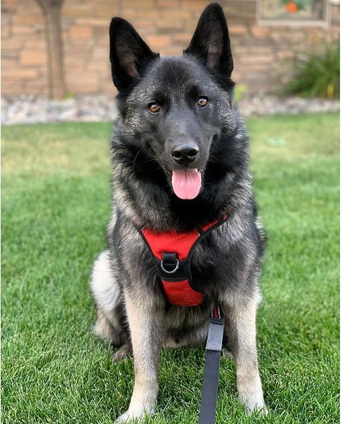 rabbitgoo Dog Harness 2 Leash