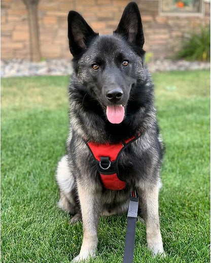 rabbitgoo Dog Harness 2 Leash