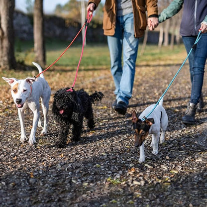 6pcs Slip Lead Dog Leash for Dogs no Pull 5FTStrong Rope Dogs(6 Colors)