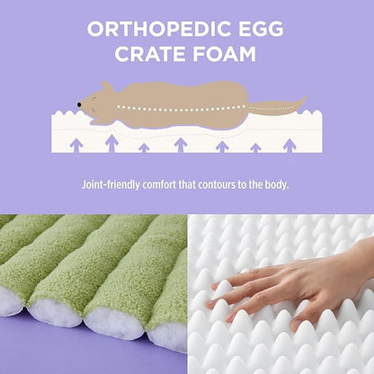 Lesure Orthopedic Dog Bed Sofa for Small Dogs & Cats Foam(24" x 18" x 9.5", Green)