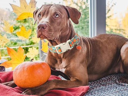 DOGWONG Fall Pumpkin Dog Collar- Cute Fall Holiday
