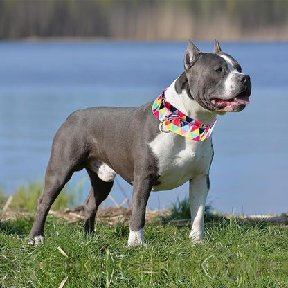 Martingale Collar 1.5 Inches Wide Dog Collar