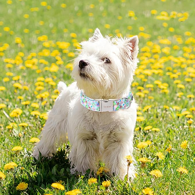 Unique Style Paws Summer Dog Collar