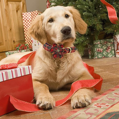 Elegant little tail Dog Collar with Flower