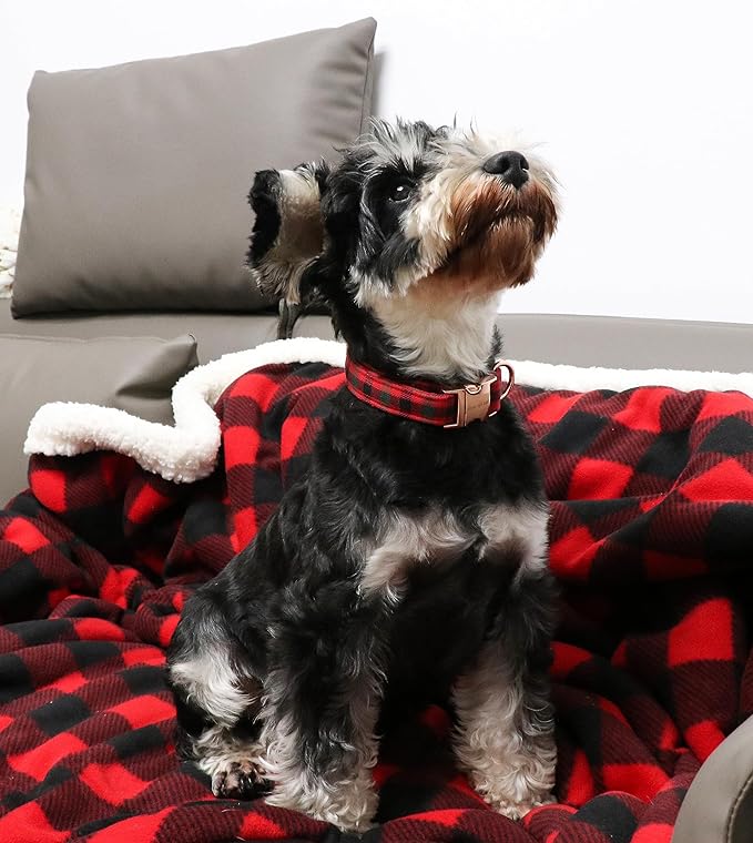 Unique style paws Dog Collar Metal Buckle Collar