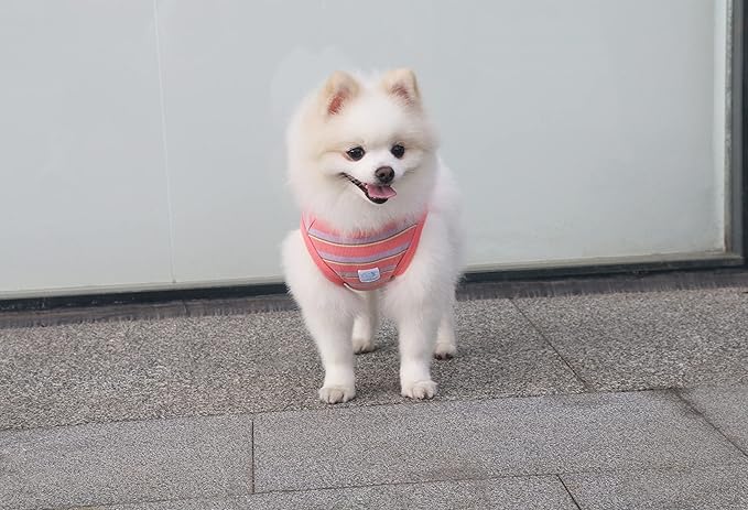 Striped Teacup Pet Dog T-Shirts 100% Cotton 2X-Small