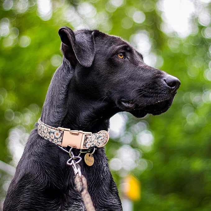 Cotton Dog Collar Metal Buckle Daisy Summer (01-Daisy, L(15-23in))
