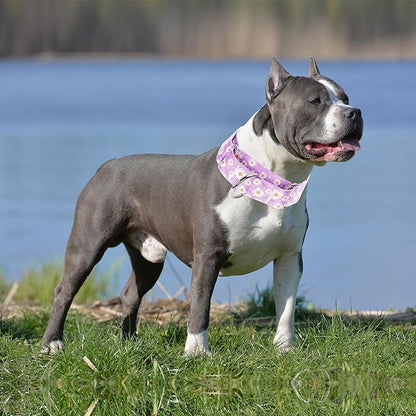 Martingale Collar 1.5 Inches Wide Girl Dog Collar