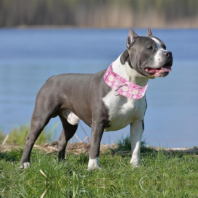 Martingale Collar for Dogs 1.5 Inches