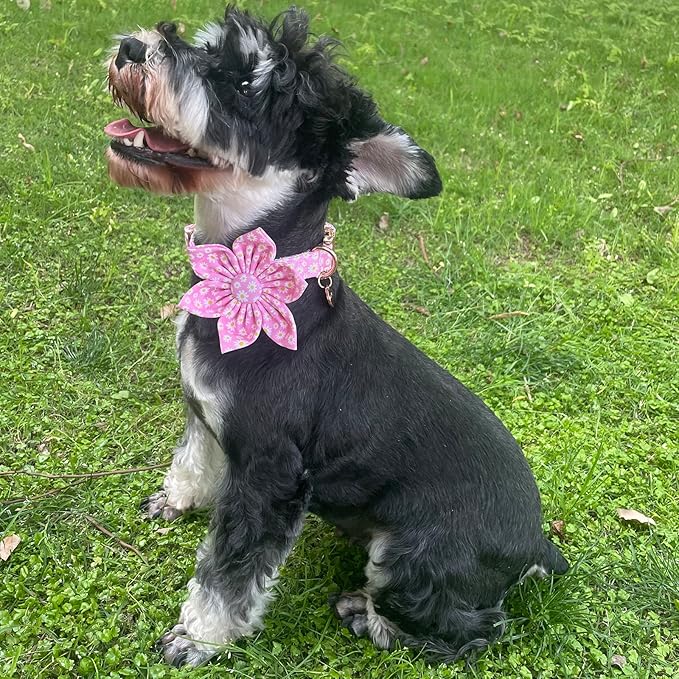 Summer Dog Collar with Flower 16-24in