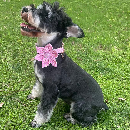 Summer Dog Collar with Flower 16-24in