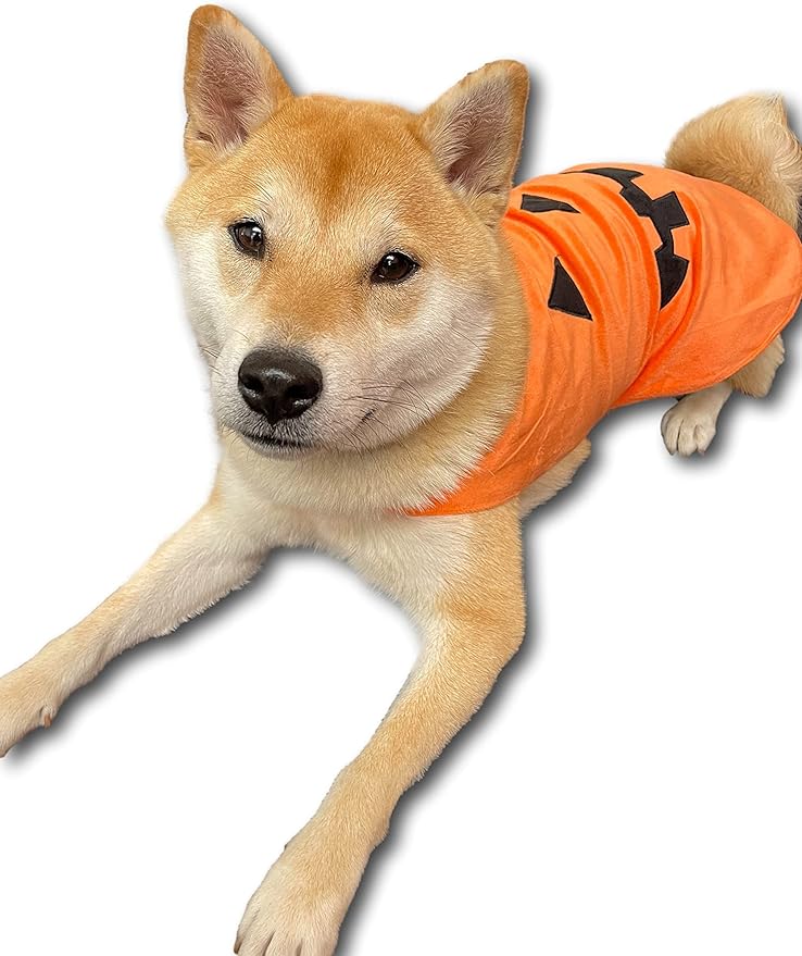 ComfyCamper Pumpkin Dog Costume - X Large Medium Small Shepherd French Lab Retrieve Pet Cosplay Halloween Costumes (Medium)