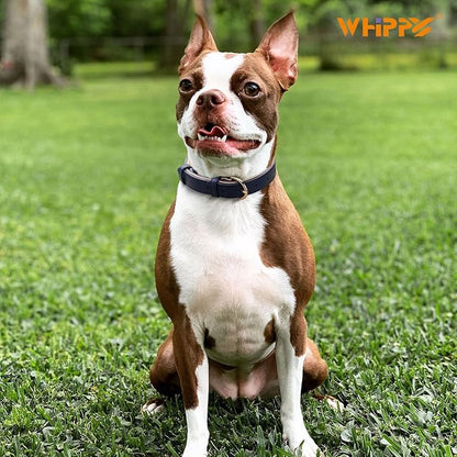 WHIPPY Soft Padded Leather Dog Collar for Small Medium Large Dogs Heavy Duty Dog Collar with Adjustable Rust-Proof Metal Hardware