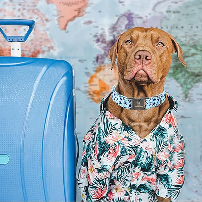 Lionheart glory Dog Collar