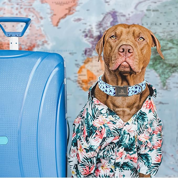 Lionheart glory Dog Collar