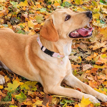 Cotton Handmade Dog Collar Cute and Distinctive Patterns