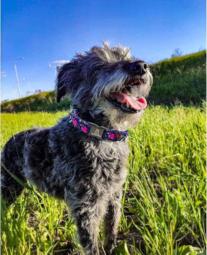 Lionheart glory Dog Collar