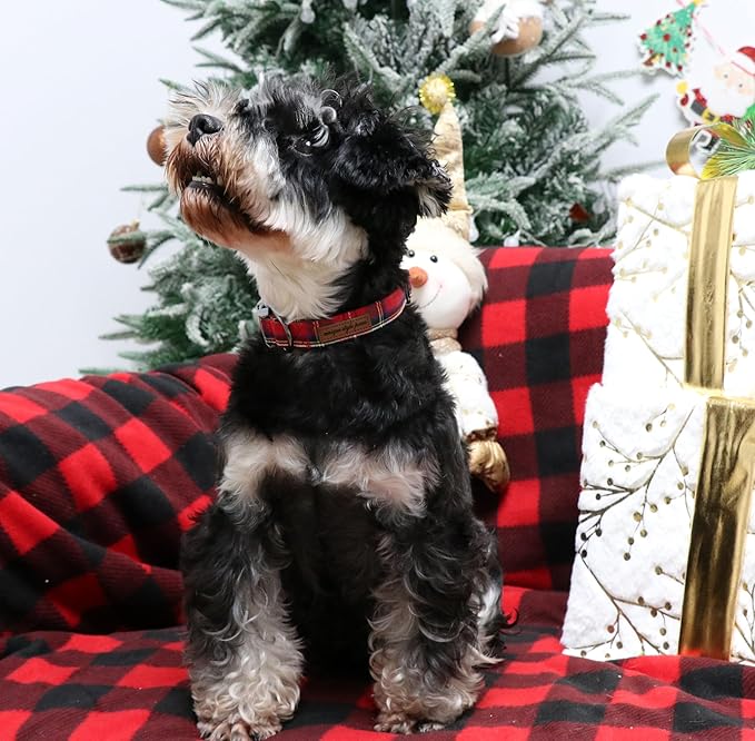 Unique style paws Dog Collar Metal Buckle Collar