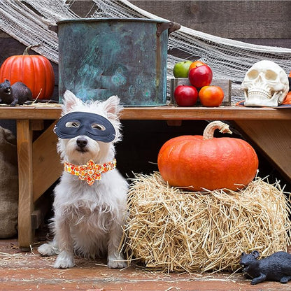 Elegant little tail Dog Collar with Flower