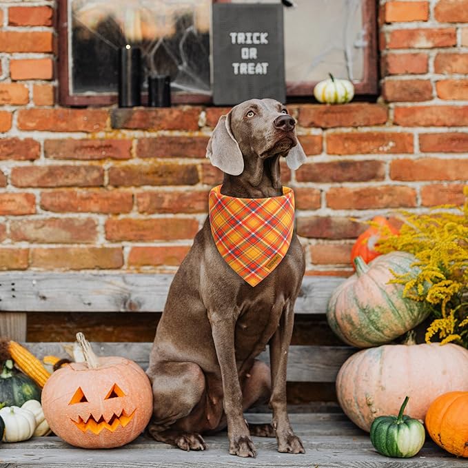 Fall Dog Bandanas 2 Pack