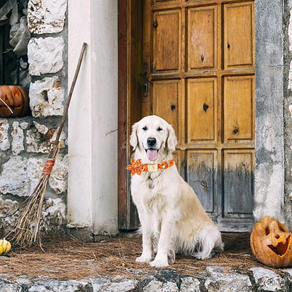 Elegant little tail Halloween Dog Collar