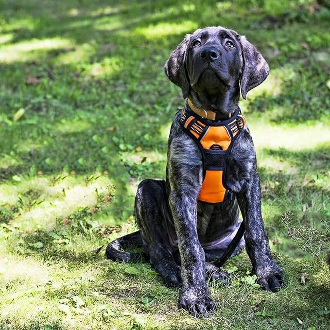 rabbitgoo Dog Harness,No-Pull Pet Harness with 2 Leash Clips,Adjustable Soft Padded Dog Vest,Reflective No-Choke Pet Oxford Vest with Easy Control Handle for Medium Dogs,Orange, M