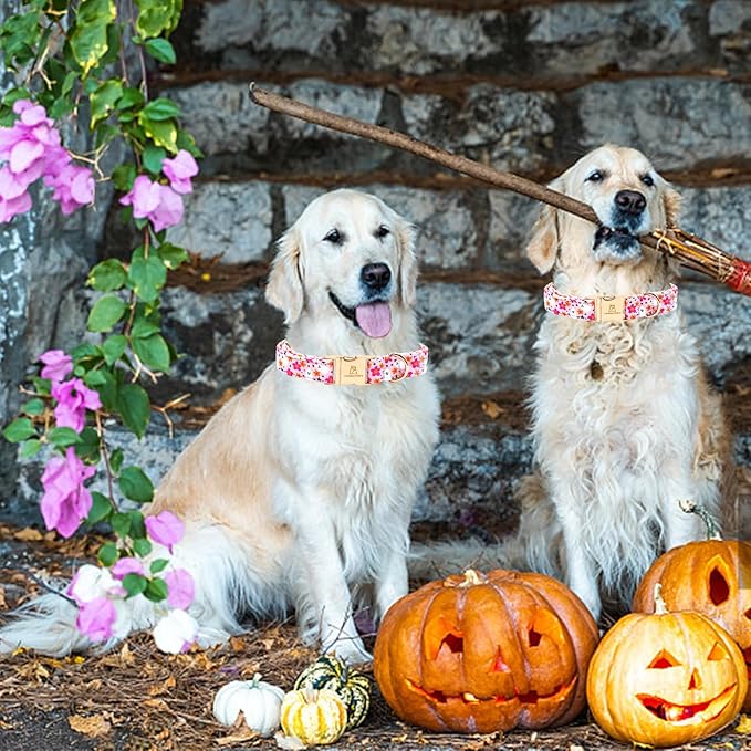 Lionheart glory Dog Collars Fall Halloween Pumpkin Collar