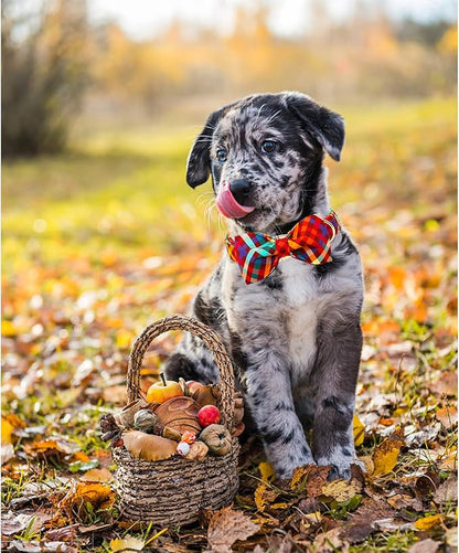 Lionheart glory Plaid Dog Collar Fall Halloween Dog Collars Bowtie Heavy Soft Adjustable Dog Collar for Small Dogs Collar Dog Bow Male/Female Dog Collar Pet Gift