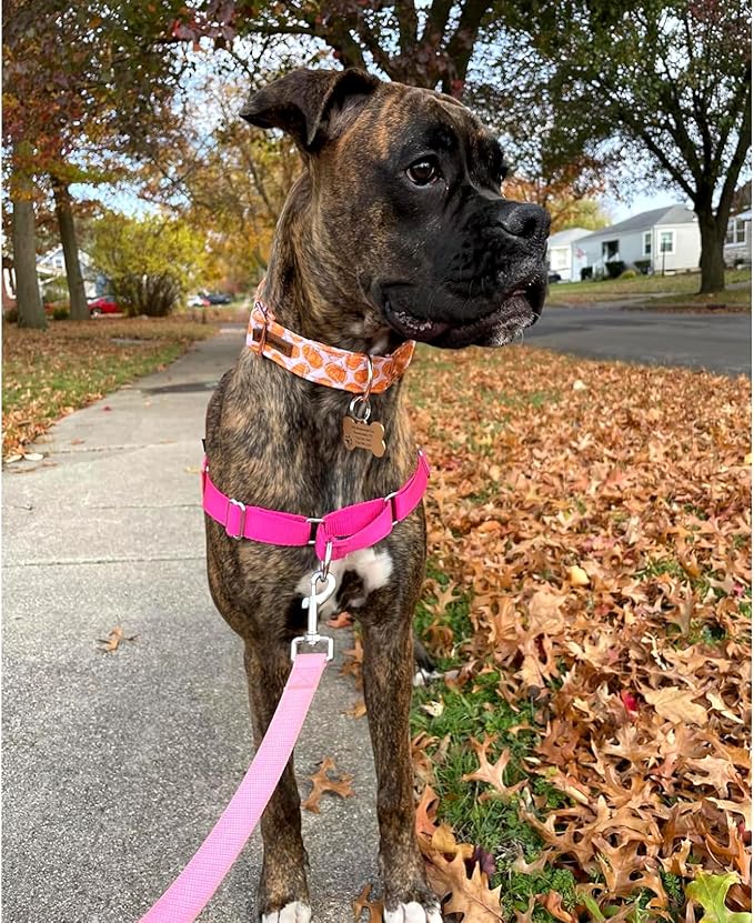 Lionheart glory Halloween Dog Collars Pumpkin Dog Collar