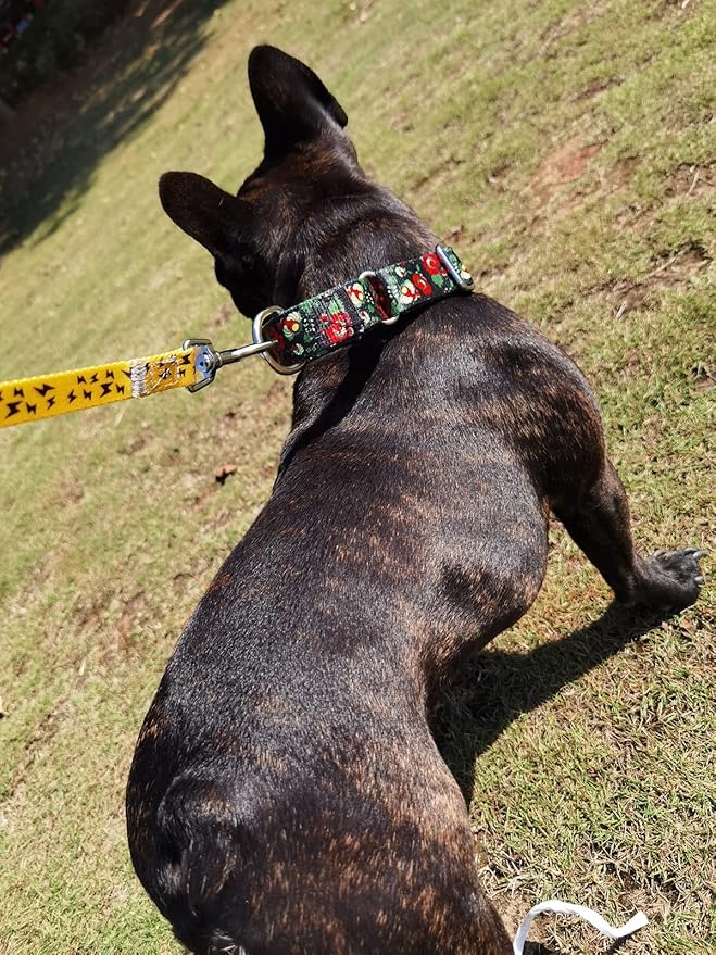 Martingale Dog Collars