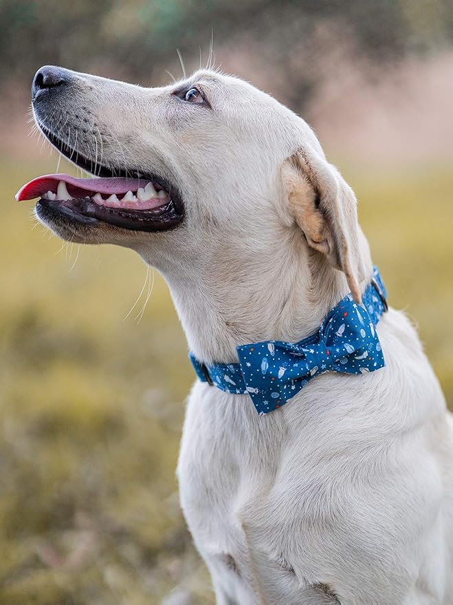 Elegant little tail Dog Collar with Bow