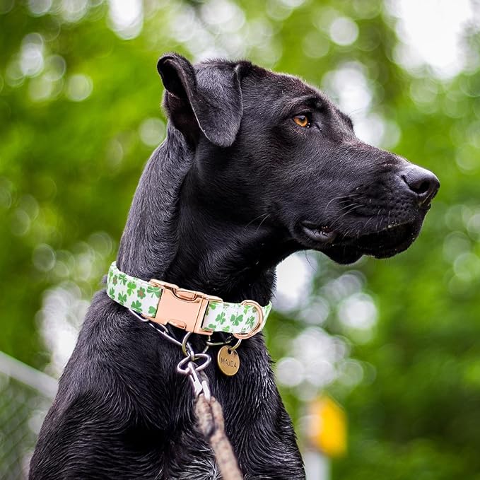 Cotton Dog Collar Metal Buckle Daisy Summer clover1, S(10-14in))