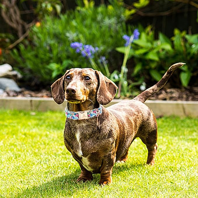 Lionheart glory Dog Collar Pink Flower Dogs Collar