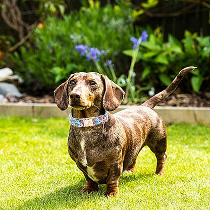 Lionheart glory Dog Collar Pink Flower Dogs Collar