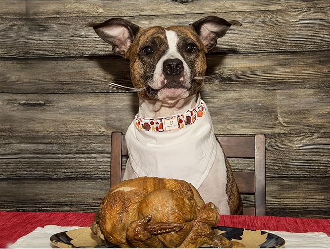 Lionheart glory Turkey Dog Collar Thanksgiving Dog Collar